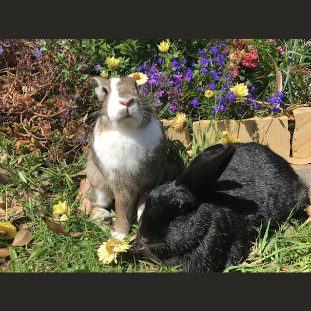 Photo of Bessie & Houdini   Urgently Need A Home