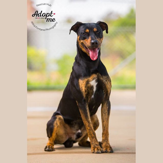 Photo of Toby (Pcc 574)