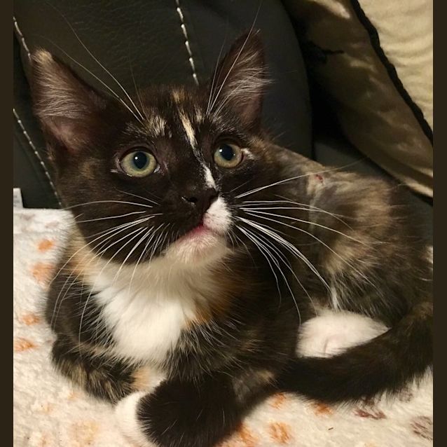 Photo of Sprinkles The Sweetheart 