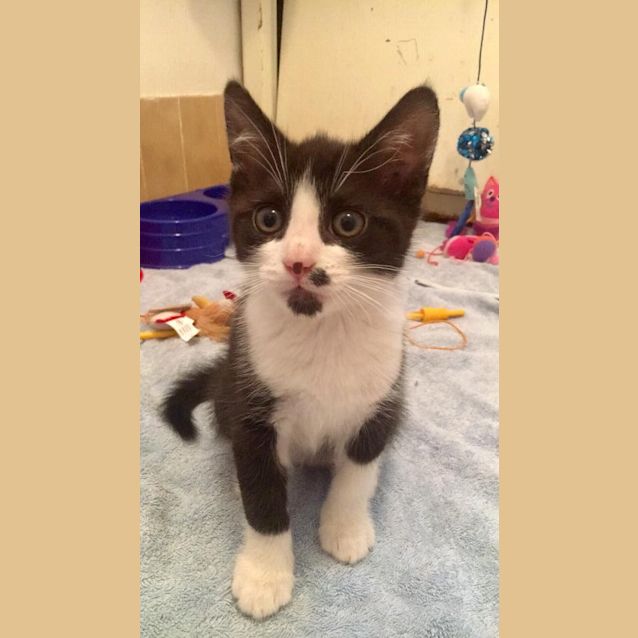 Photo of Winx In His Tux 