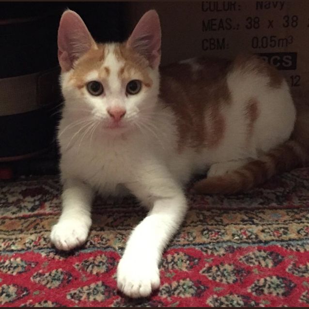 Photo of Bronson