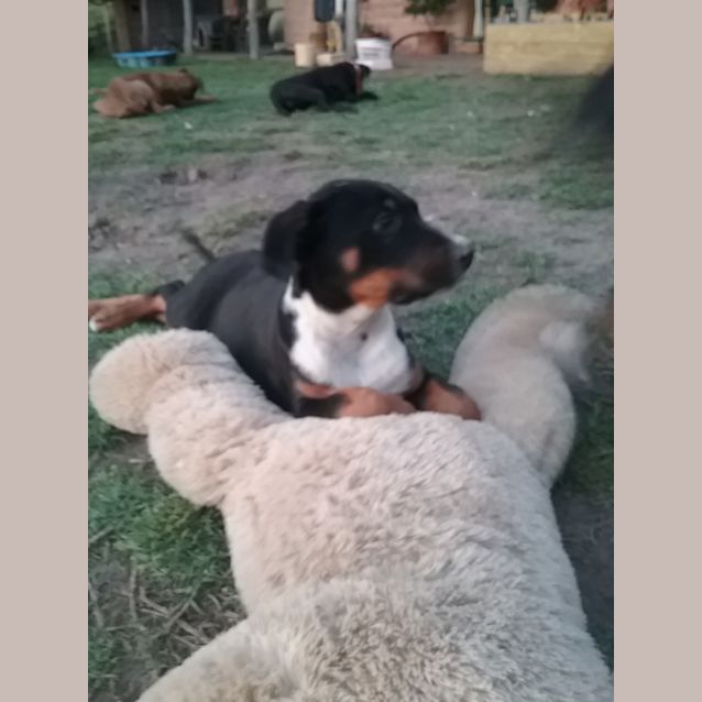 Photo of Humphrey Bogart And Houston