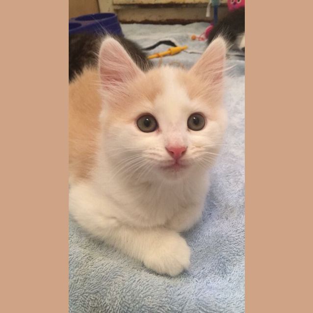 Photo of Crazy Butters