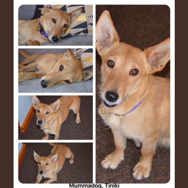 Photo of Tash (D3676) 