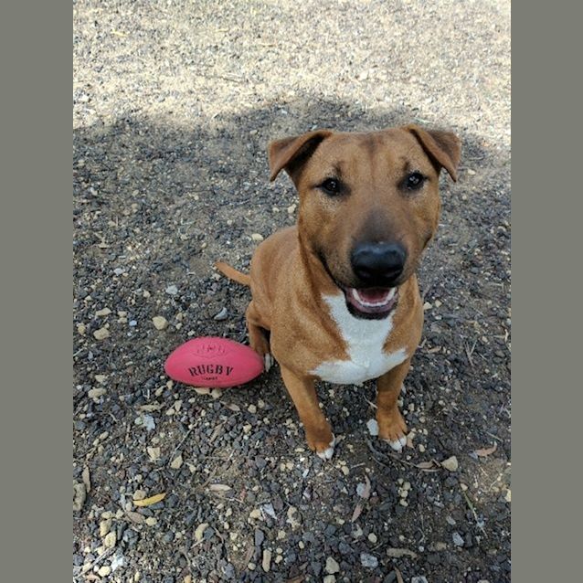 Photo of Bobo