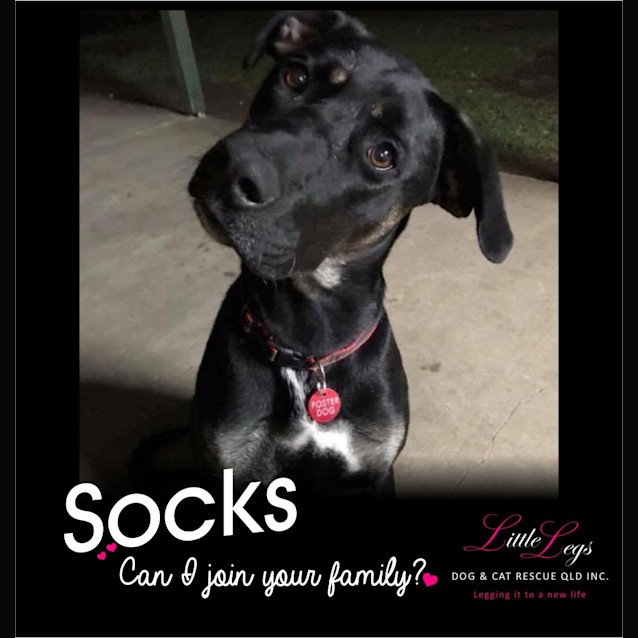 Photo of Socks