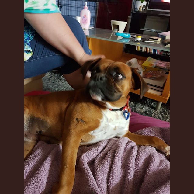 Photo of Josie
