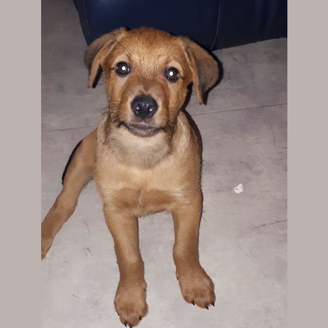 Photo of Red Dog