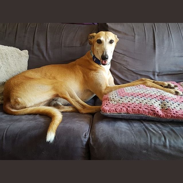 Photo of Kira **Adopted**