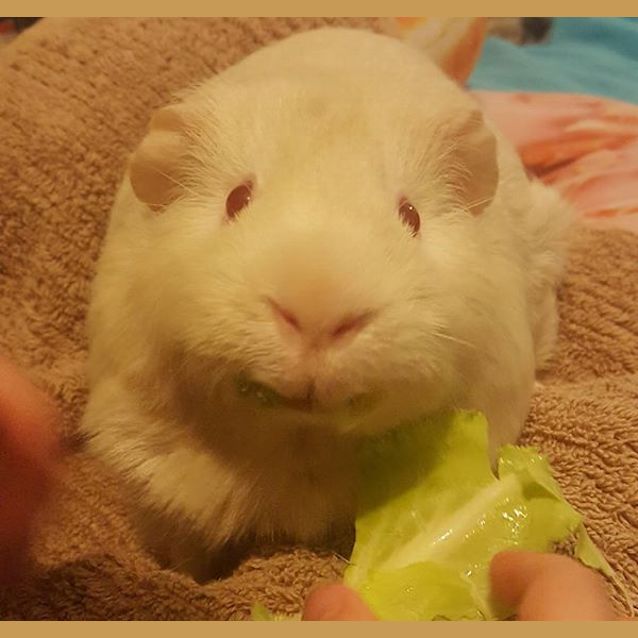 Photo of Zig