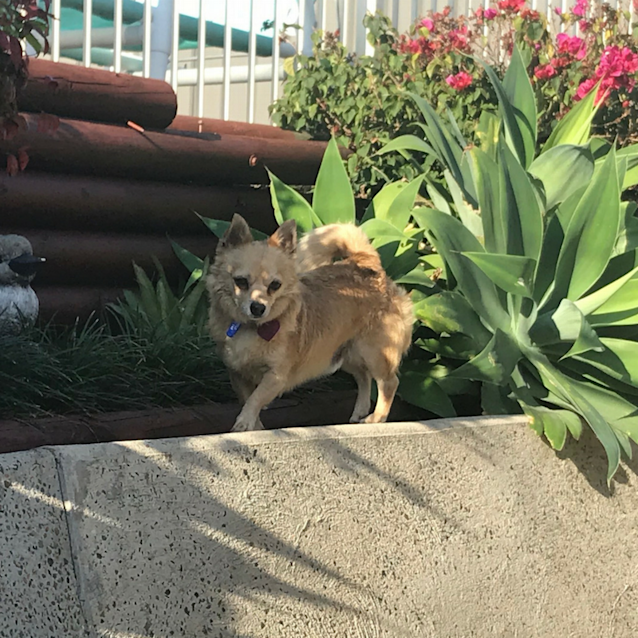 Photo of Basil ~ Chihuahua X (On Trial 10/12/2017)