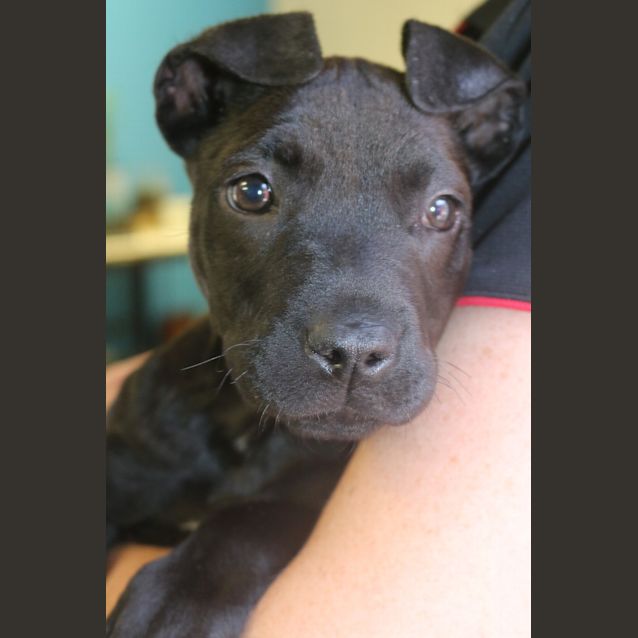 Photo of Penny