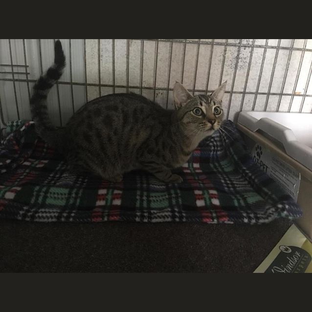 Photo of Peaches