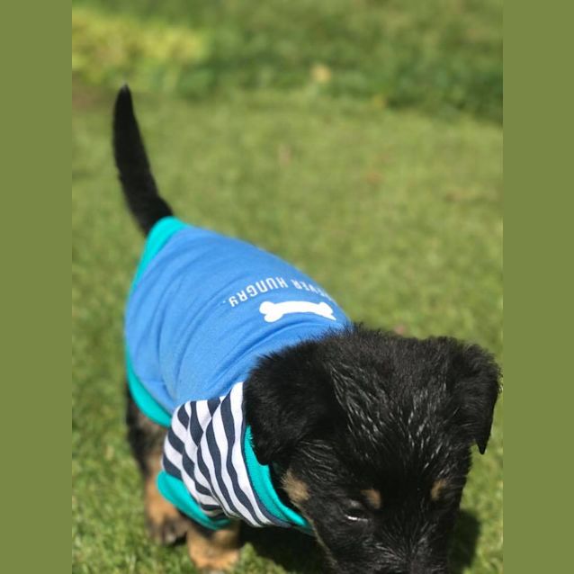 Photo of Waffle *Adoption Pending*