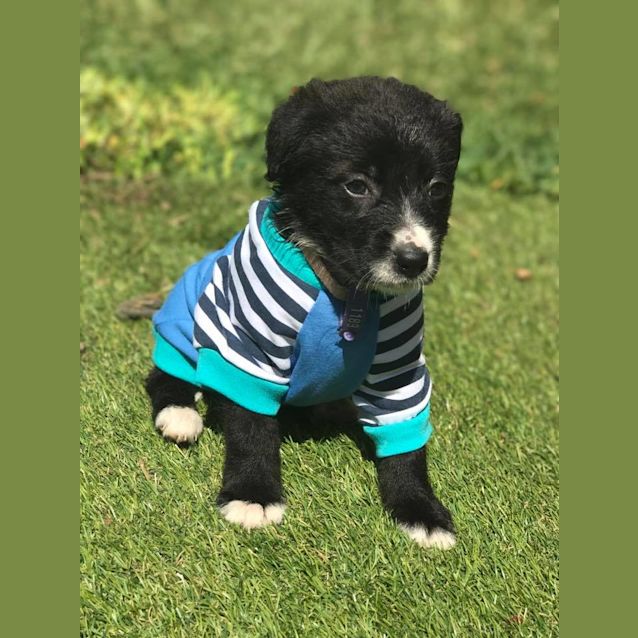 Photo of Sorbet *Adoption Pending*