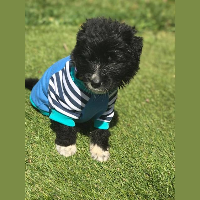 Photo of Sundae **Adoption Pending**