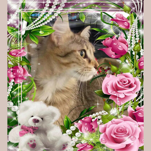 Photo of "Sabrina" Foster Carer Needed