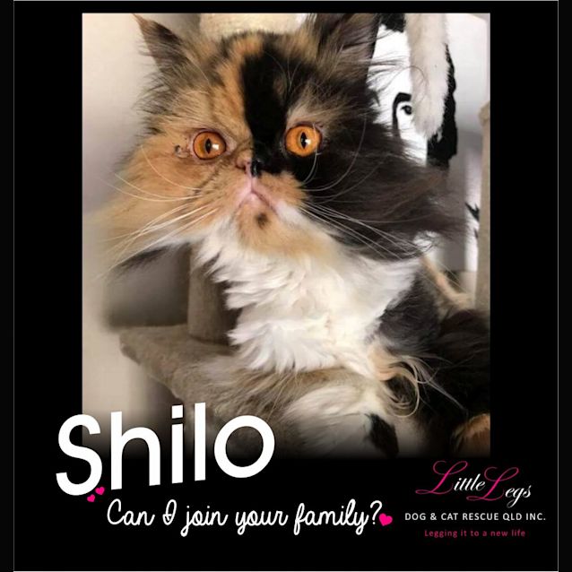 Photo of Shilo