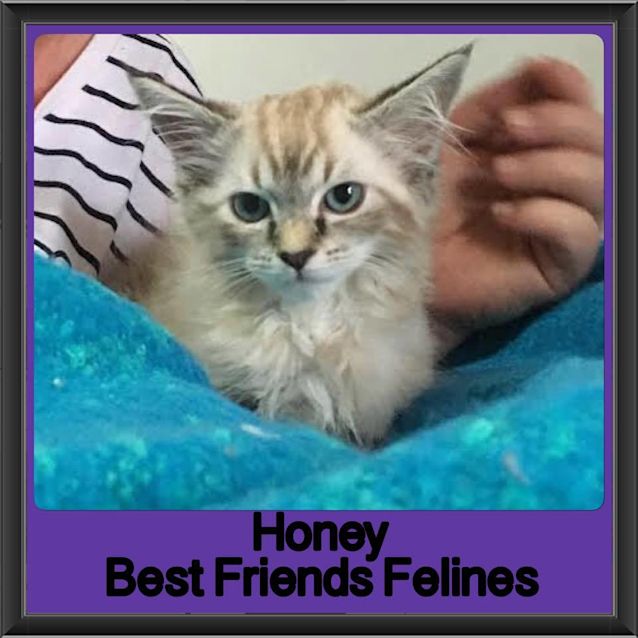 Photo of Honey Jumble