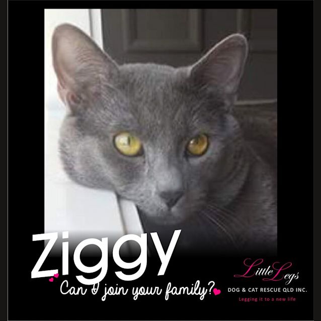 Photo of Ziggy