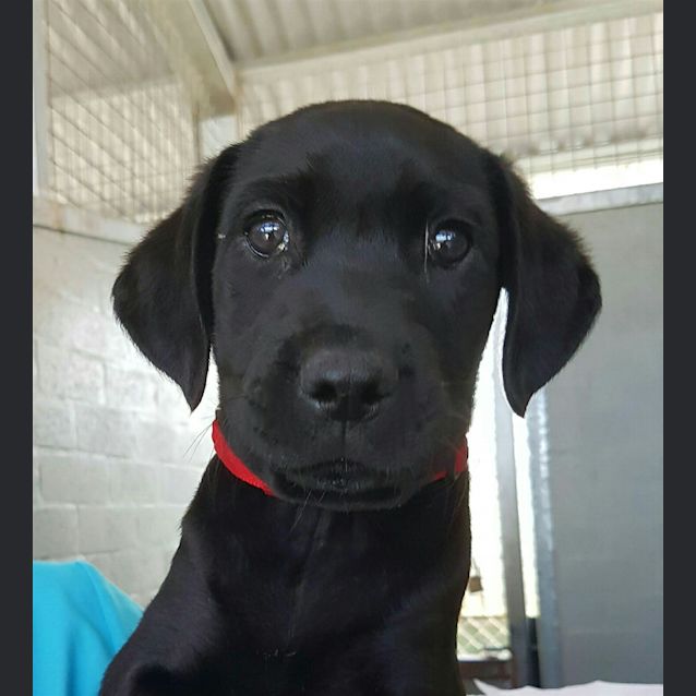 Photo of Shadow