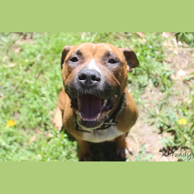 Photo of Brandy