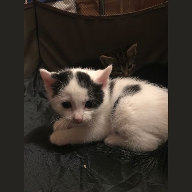 Photo of Finn