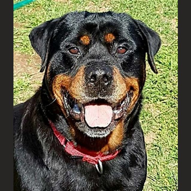 Photo of Bear