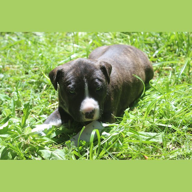 Photo of Jack