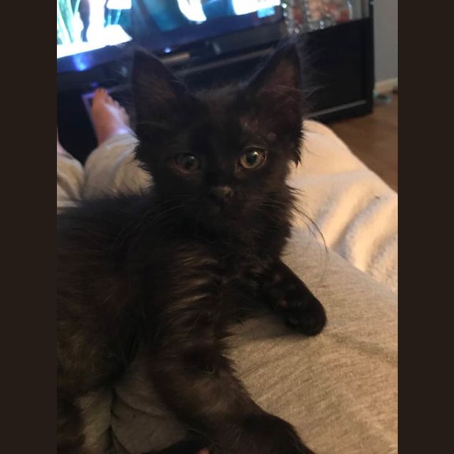 Photo of Jetta