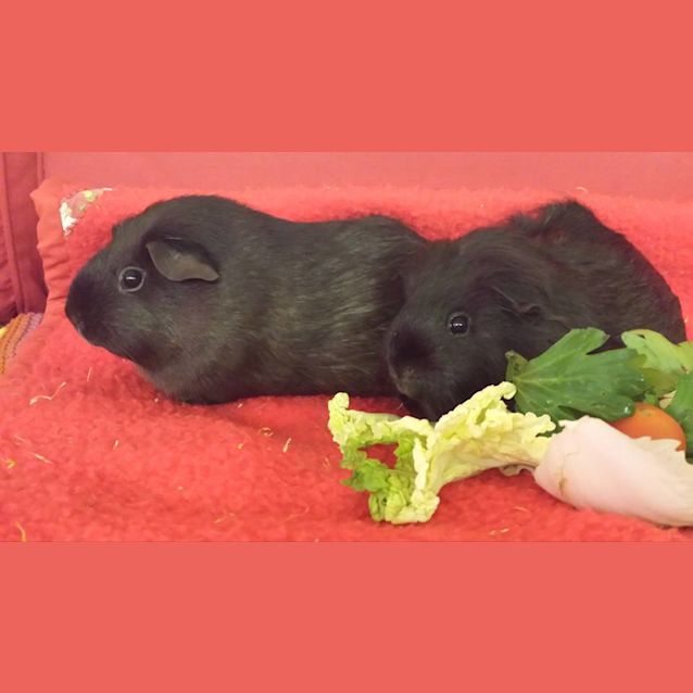 Photo of Pickle And Pikelet