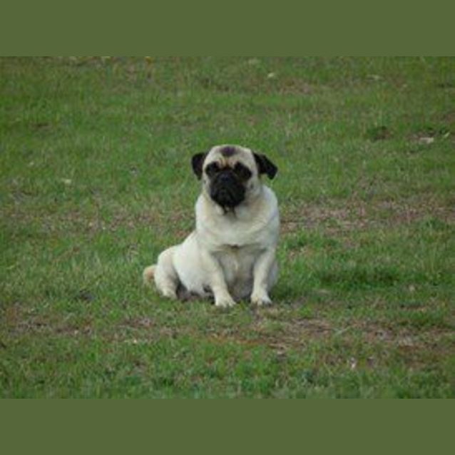 Photo of Jelly Bean