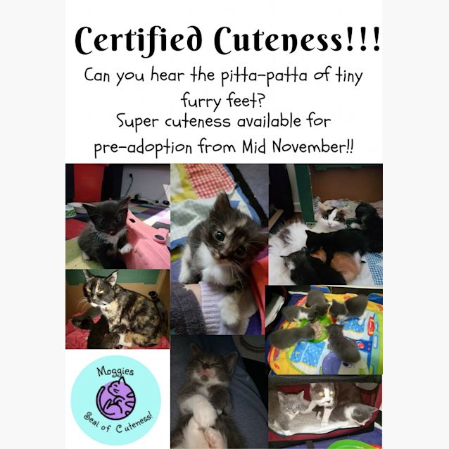 Photo of Kittens Available For Pre Adoption Mid November