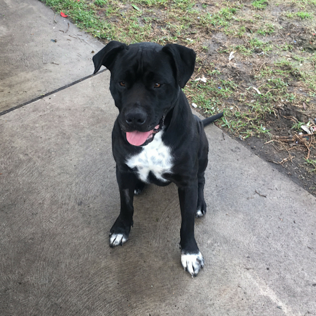 Photo of Blanket ~ Mastiff X (On Trial 22/2/2018)