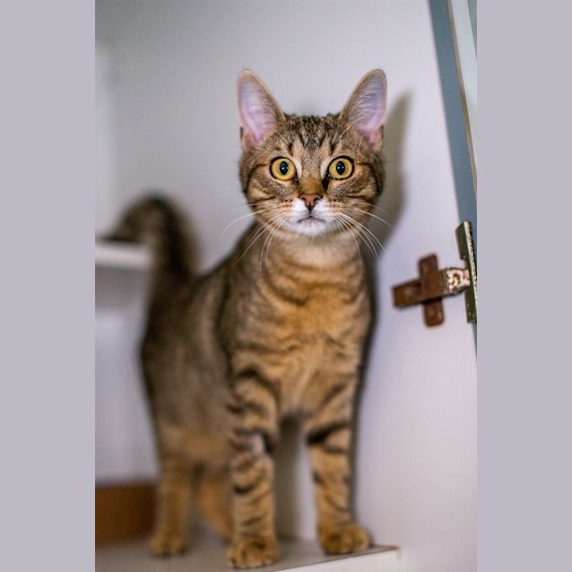 Photo of Popeye