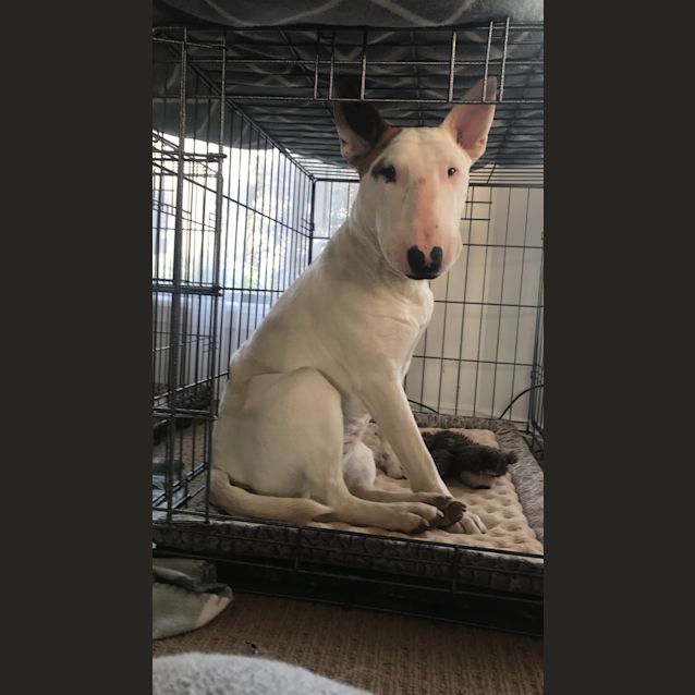 Photo of Harlow   Foster Carer Needed