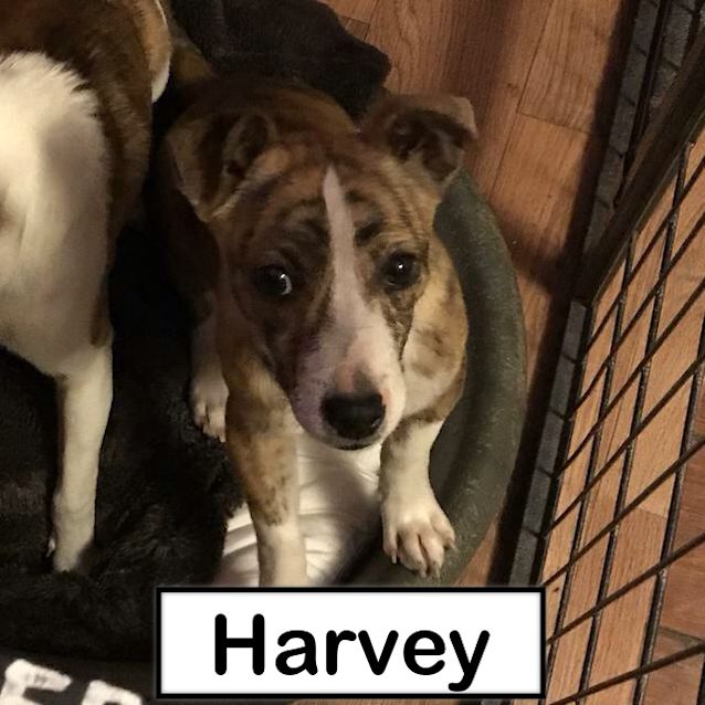 Photo of Harvey