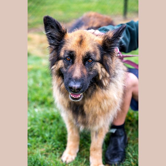 Photo of Shandy