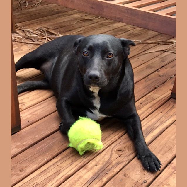 Photo of Kia ~ 2yo Lab X Kelpie (On Trial 18/11/17)