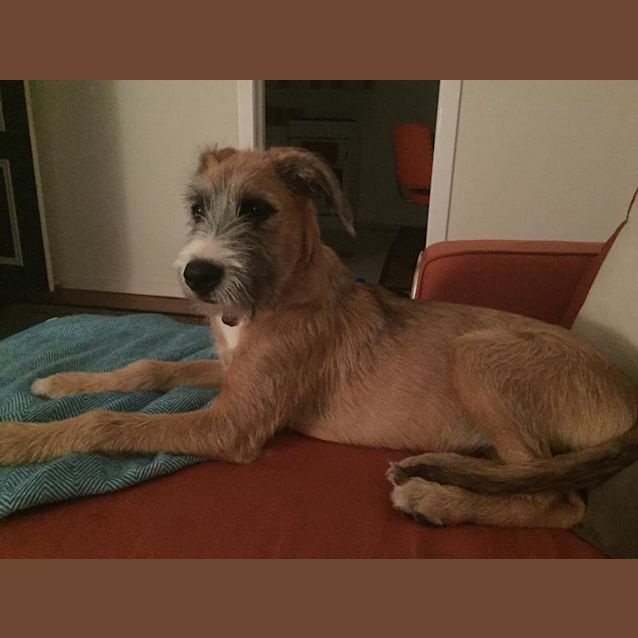 Photo of Annie Jones Our Sweet Bearded Lady