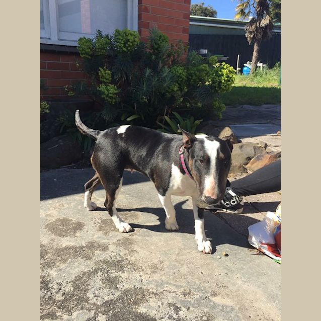 Photo of Lily   Urgent Foster Home Needed