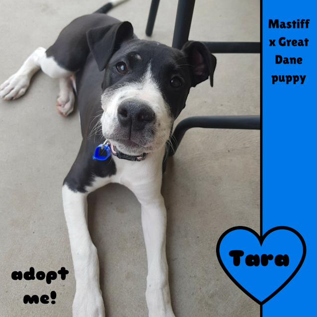 Photo of Tara ~ Mastiff X Great Dane Pup (On Trial 28/10/17