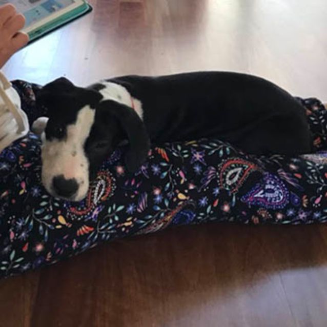 Photo of Pixie ~ Bull Arab X Koolie (Pending Adoption 23/12