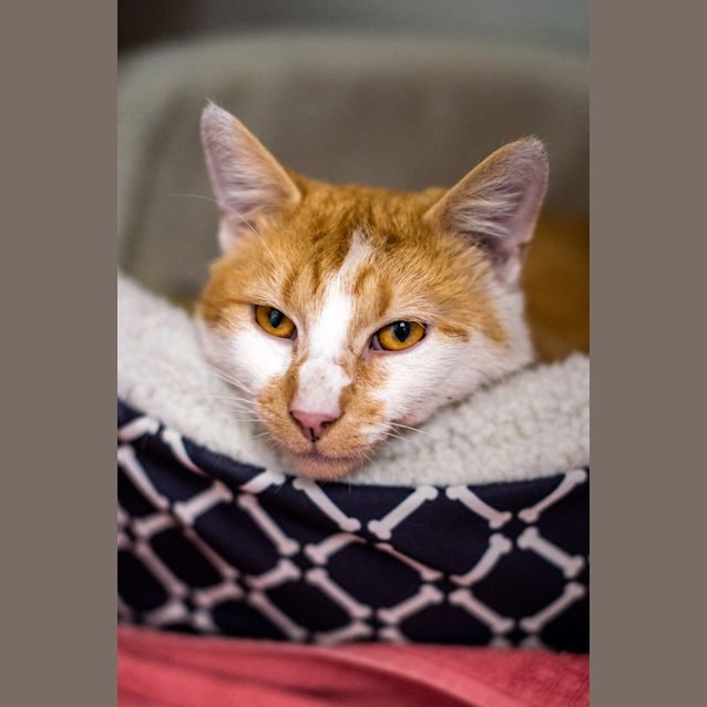 Photo of Garfield