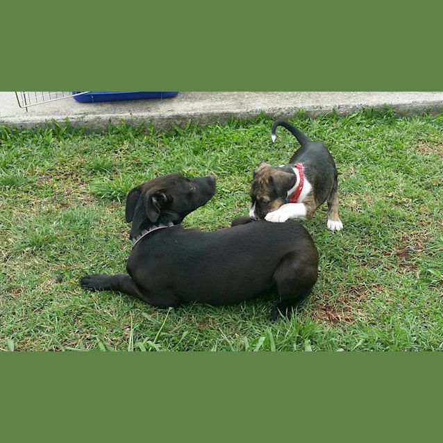 Photo of Tiger