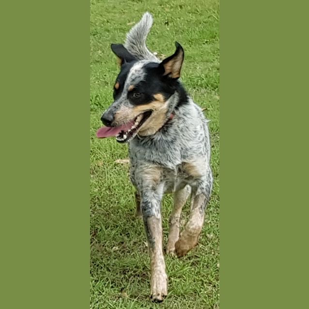 Photo of Buddy9