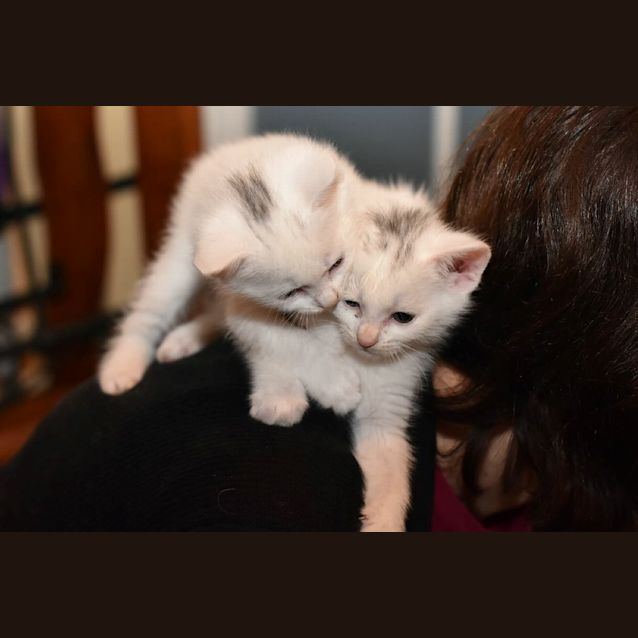 Photo of Tim **2nd Chance Cat Rescue**