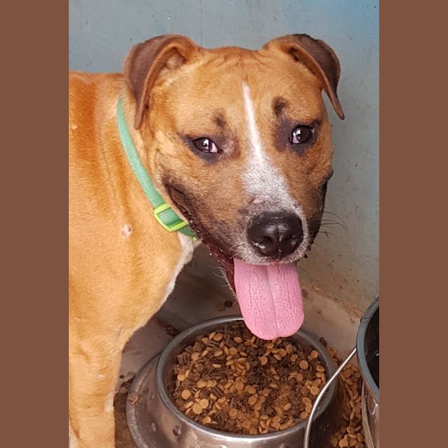Photo of Dexter
