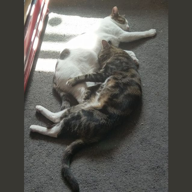Photo of Mr Parker And Prince Meow