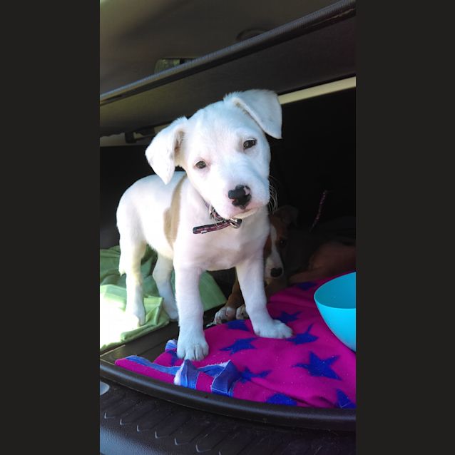 Photo of Blaze